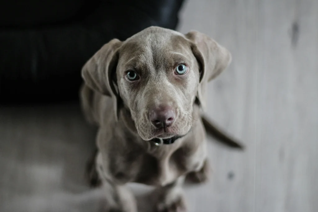 A young grey puppy with velvet ears and blue eyes sits on a wooden floor, looking directly upward with a soft expression.