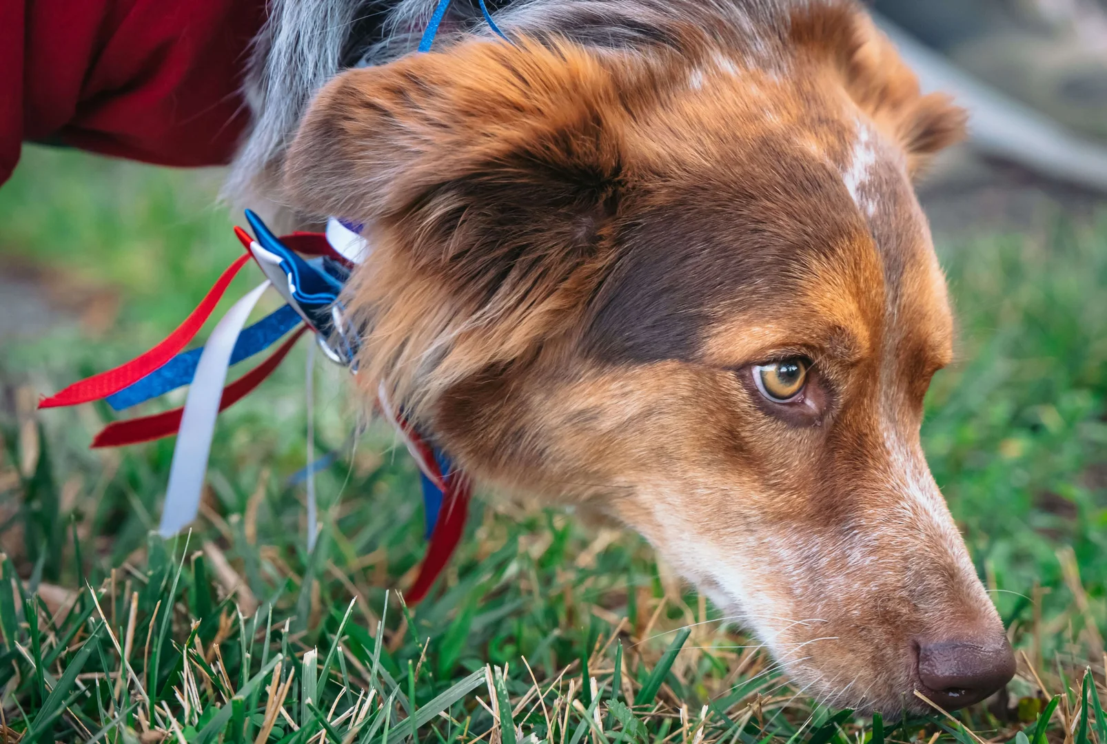 Close-up profile of a brown and white dog wearing a red sweater and a red, white, and blue ribbon collar, sniffing the green grass.