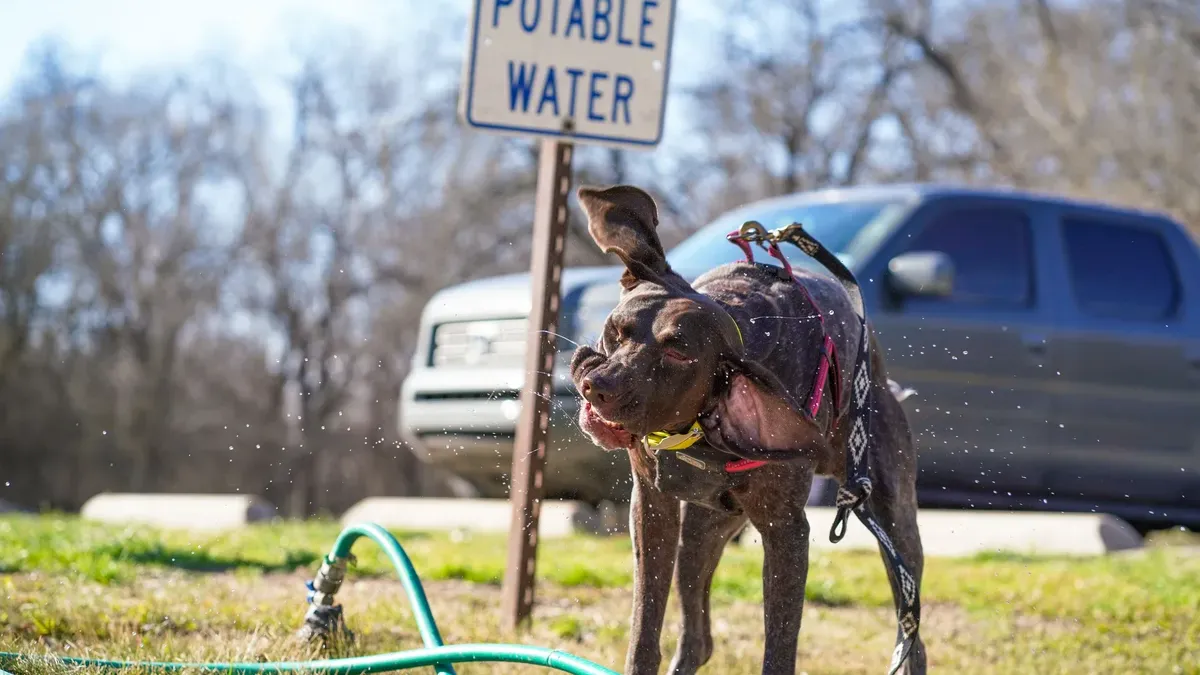 A dark-coated dog wearing a pink harness cooling off at a water station on a summer walk — is pavement too hot for your dog to walk safely in Charlotte and Fort Mill?