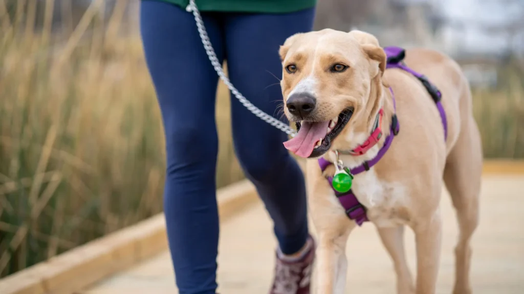 Smiling tan Labrador mix on a leash walk with its dog walker in Charlotte, NC