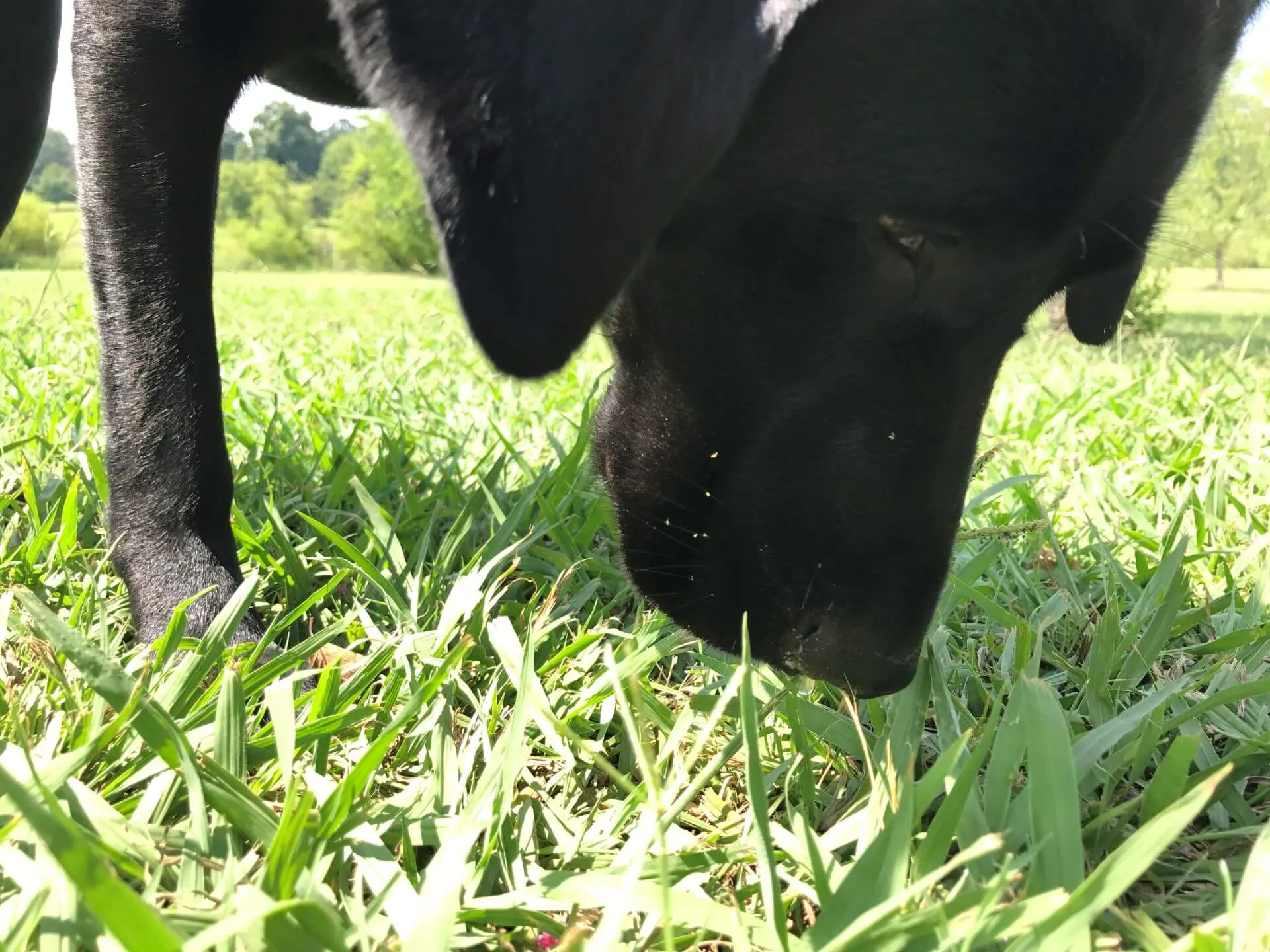 A close-up, low-angle shot of a black Labrador Retriever named Lily sniffing the green grass in an open field in Charlotte, NC. Her head is tilted down toward the ground, with her floppy black ears hanging forward and framing her face. Only her snout, one eye, and her front left leg are visible as she investigates the lawn on a bright, sunny day.