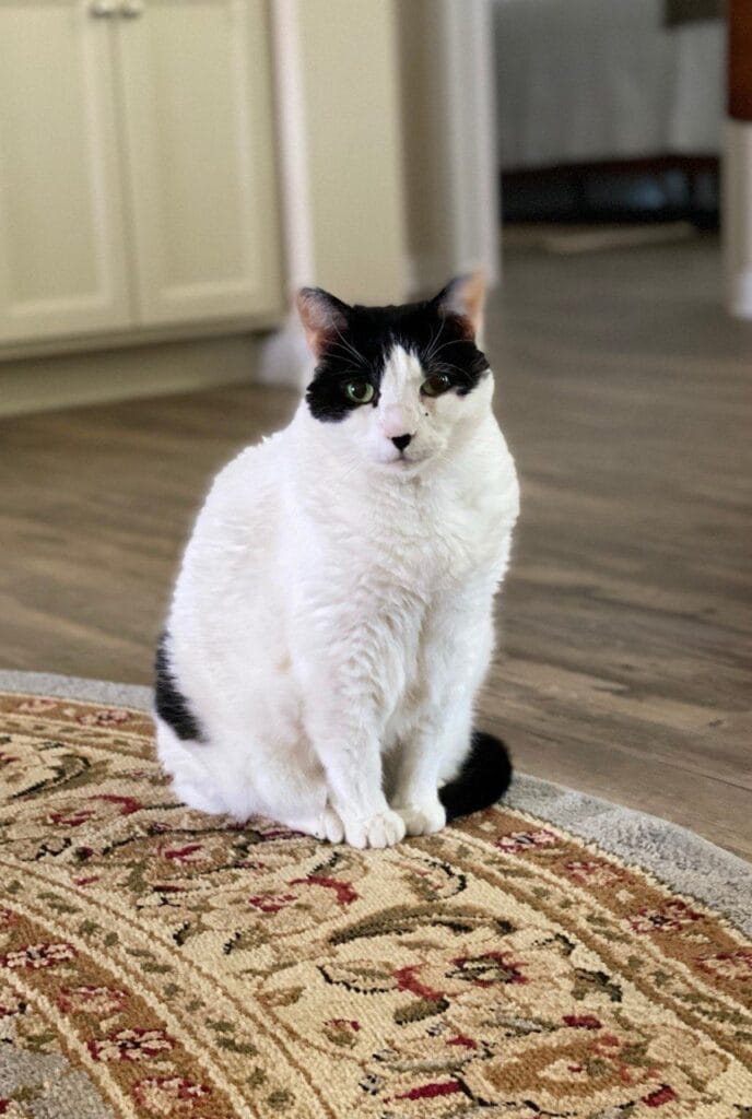 Cat enjoying a in-home cat sitting with Elite Pet Care Service in Fort Mill, SC