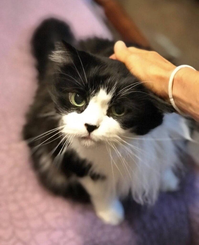 Cat enjoying a cat care visit with Elite Pet Care Service in SouthPark, NC