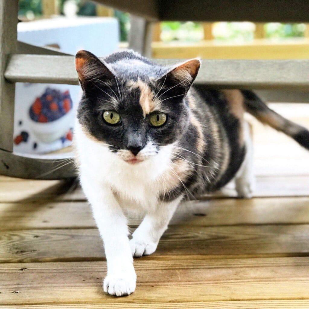 Cat enjoying a cat care visit with Elite Pet Care Service in Lake Wylie, SC