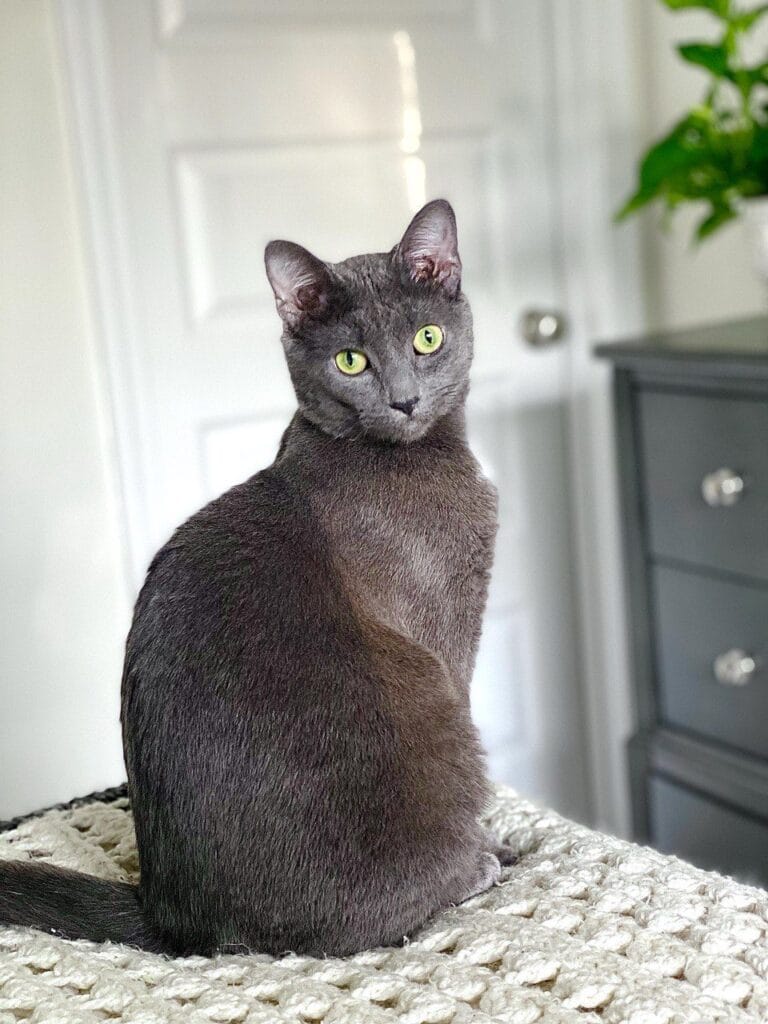 Cat enjoying a cat care visit with Elite Pet Care Service in Baxter Village, SC