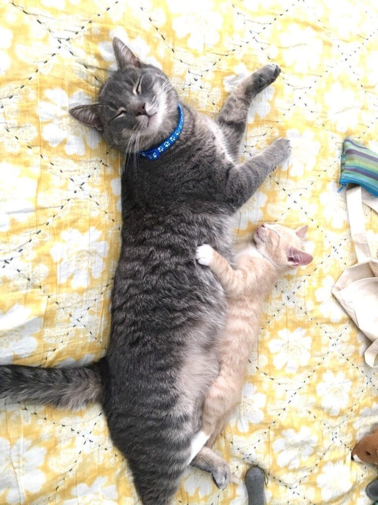 Cat enjoying a cat care visit with Elite Pet Care Service in Charlotte, NC