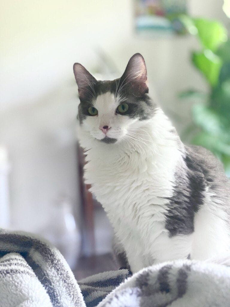 Cat enjoying a in-home cat sitting with Elite Pet Care Service in Tega Cay, SC