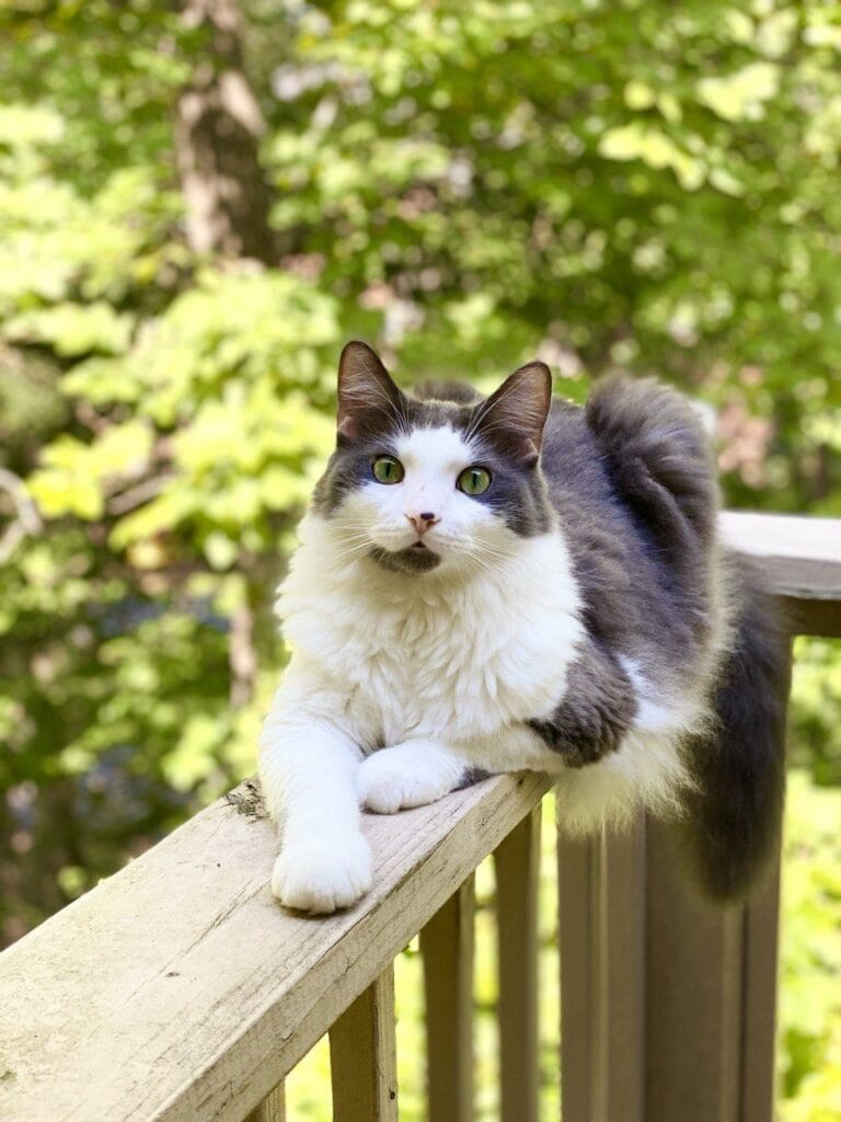 Cat enjoying a in-home cat sitting with Elite Pet Care Service in Tega Cay, SC