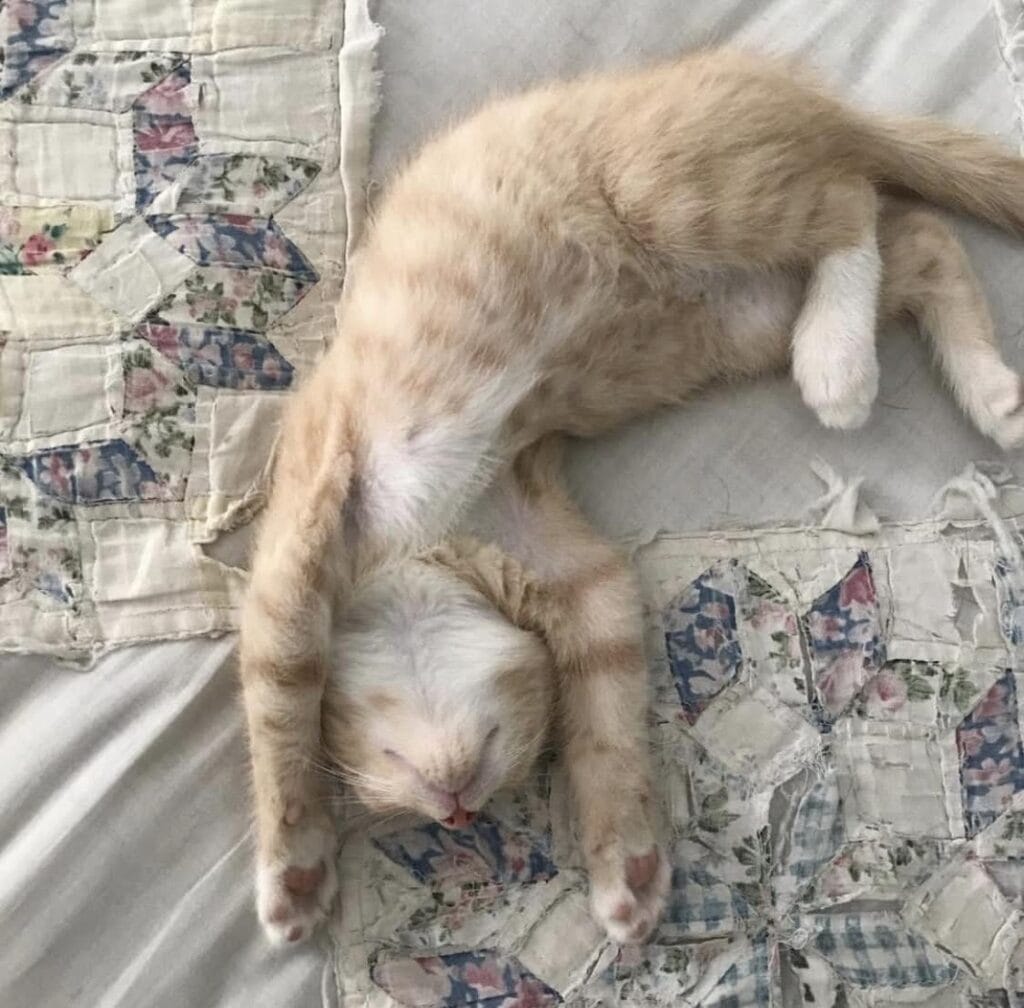 Cat enjoying a in-home cat sitting with Elite Pet Care Service in Fort Mill, SC