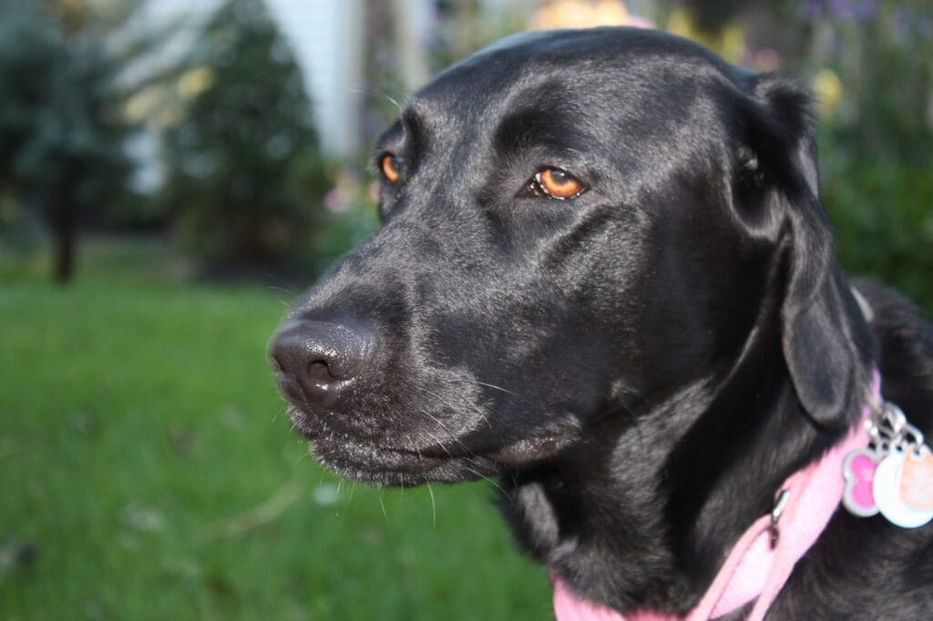 Black Labrador enjoying a drop-in visit with Elite Pet Care Service in Charlotte, NC