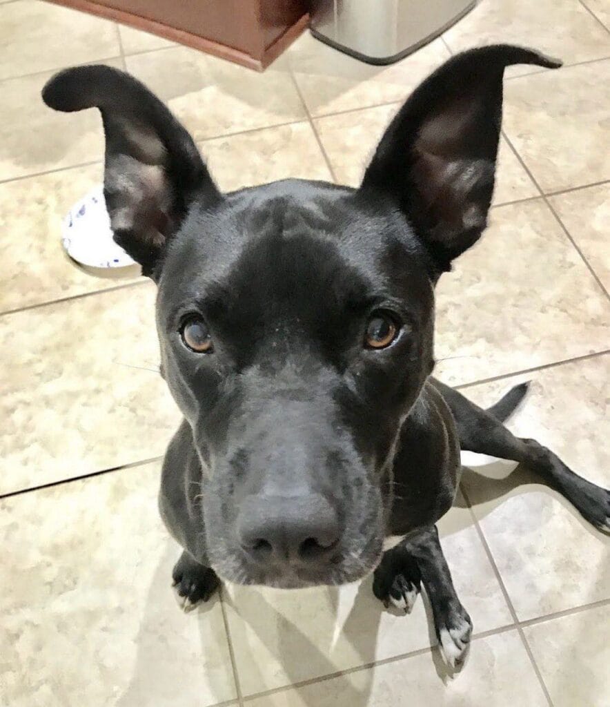 Dog enjoying a drop-in visit with Elite Pet Care Service in Lake Wylie, SC