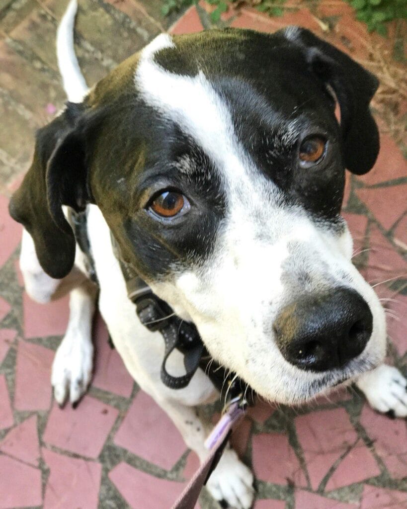 Dog enjoying a drop-in visit with Elite Pet Care Service in Charlotte, NC