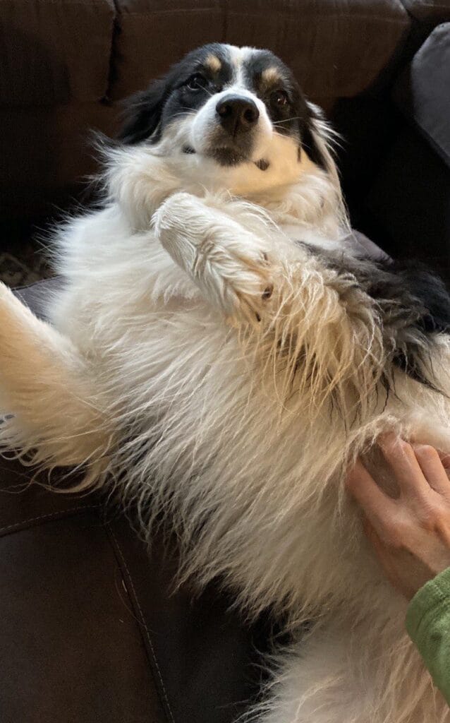 Dog enjoying a in-home visit with Elite Pet Care Service in Rock Hill, SC