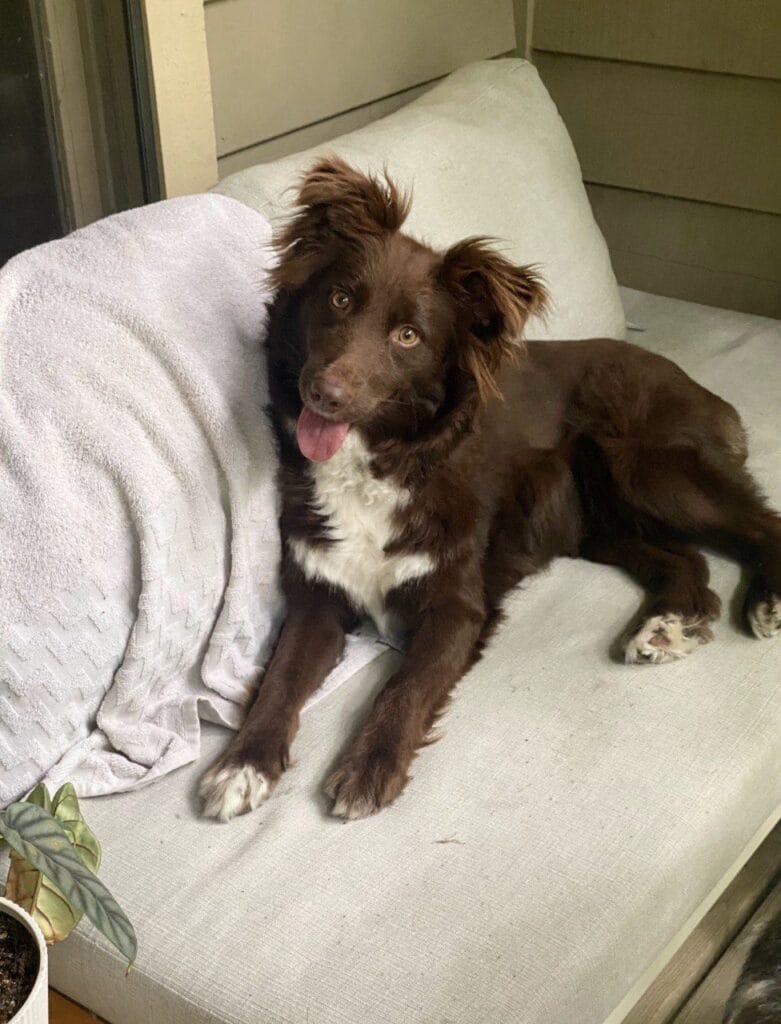 Dog enjoying a house sitting with Elite Pet Care Service in Ballantyne, NC