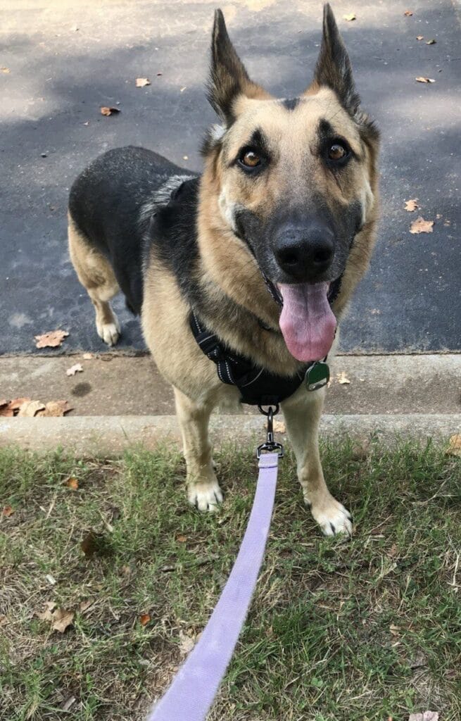Dog enjoying a dog walking with Elite Pet Care Service in The Palisades, NC