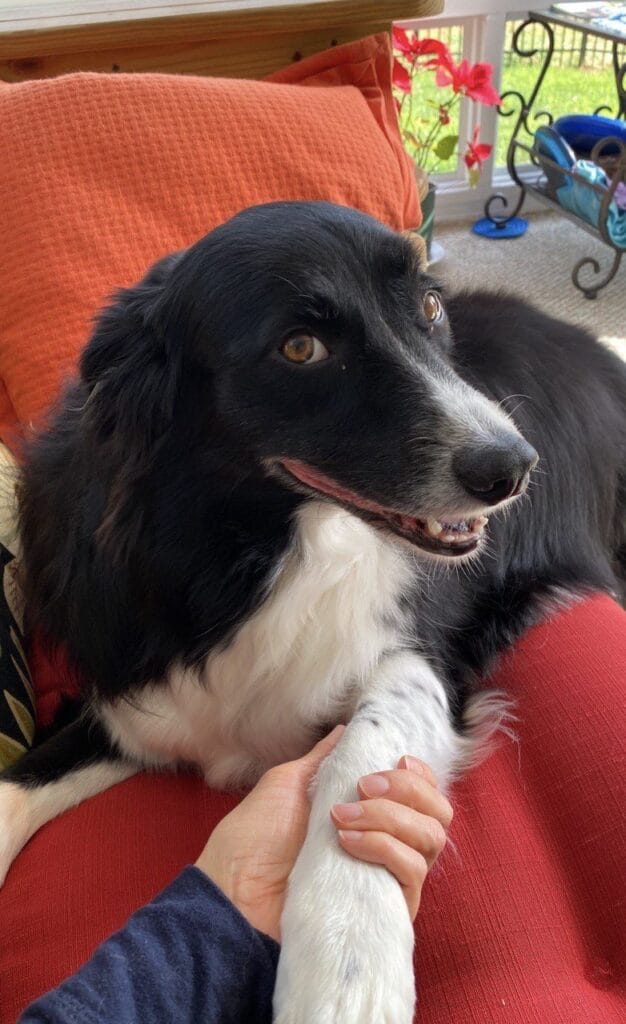 Dog enjoying a house sitting with Elite Pet Care Service in Lake Wylie, SC