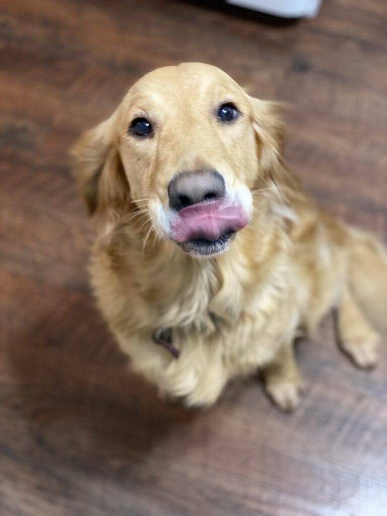 Dog enjoying a drop-in visit with Elite Pet Care Service in Lake Wylie, SC