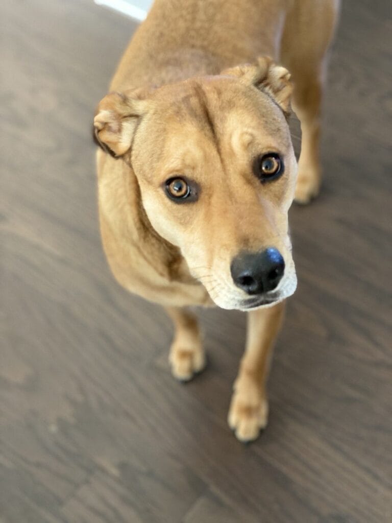 Dog enjoying a in-home pet care with Elite Pet Care Service in Indian Fort Mill, SC