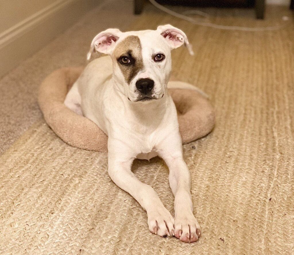 Dog enjoying a house sitting with Elite Pet Care Service in Pineville, NC
