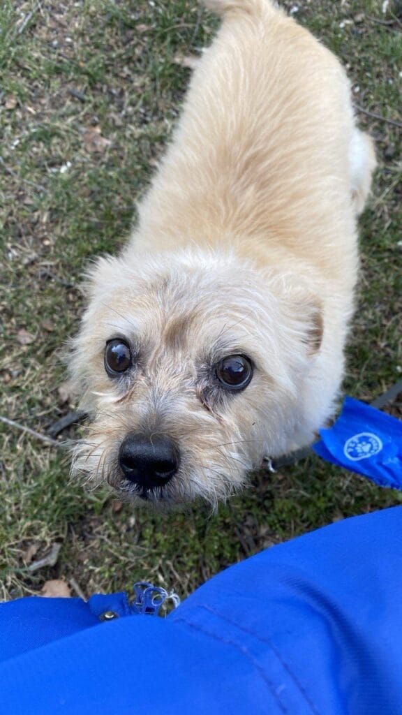 Dog enjoying a dog walk with Elite Pet Care Service in Charlotte, NC