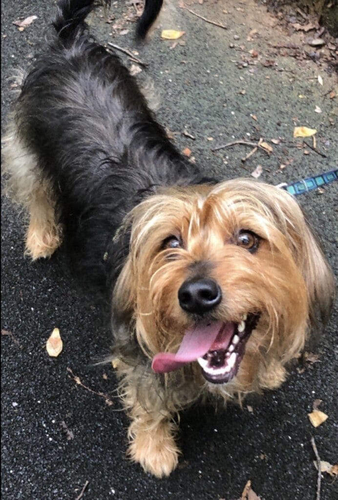 Dog enjoying a dog walk with Elite Pet Care Service in Pineville, NC