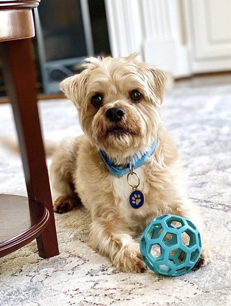 Dog enjoying a drop-in visit with Elite Pet Care Service in Fort Mill, SC