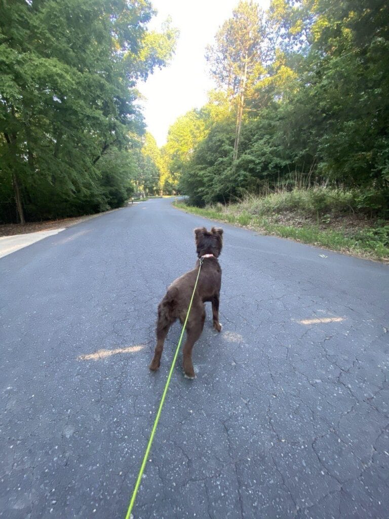 Dog enjoying a dog walk with Elite Pet Care Service in Steele Creek, NC