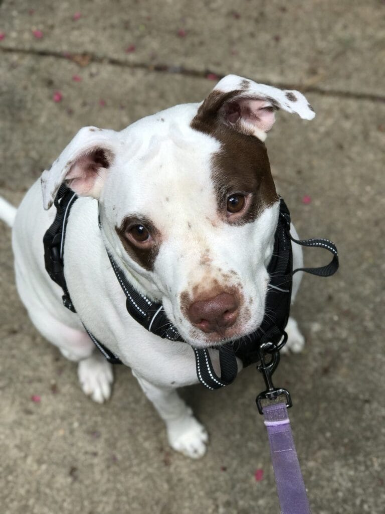 Dog enjoying a dog walking with Elite Pet Care Service in Mint Hill, NC
