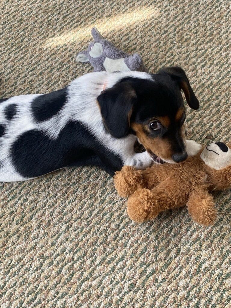 Dog enjoying a in-home pet care with Elite Pet Care Service in Charlotte, NC