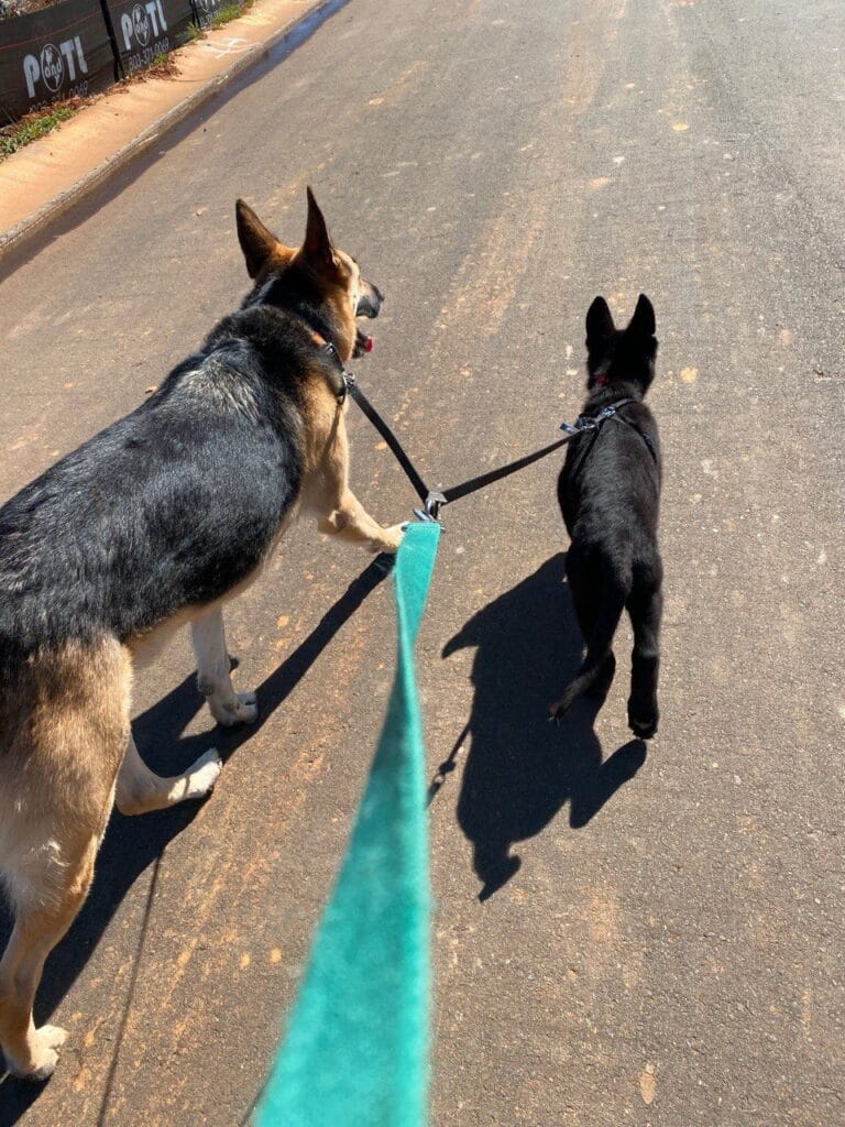Dogs enjoying a dog walking with Elite Pet Care Service in Charlotte, NC