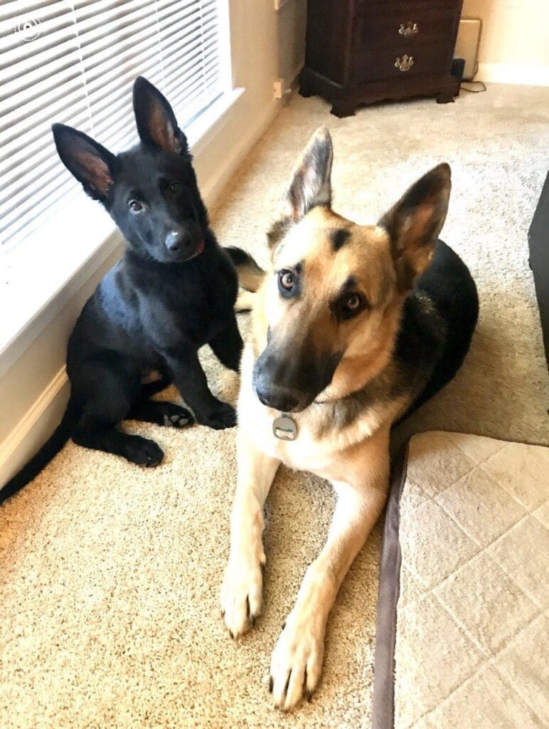 Dogs enjoying a in-home pet care with Elite Pet Care Service in Pineville, NC