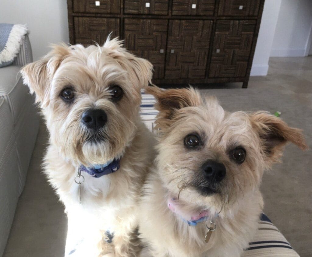 Dogs enjoying a drop-in visit with Elite Pet Care Service in Ballantyne, NC