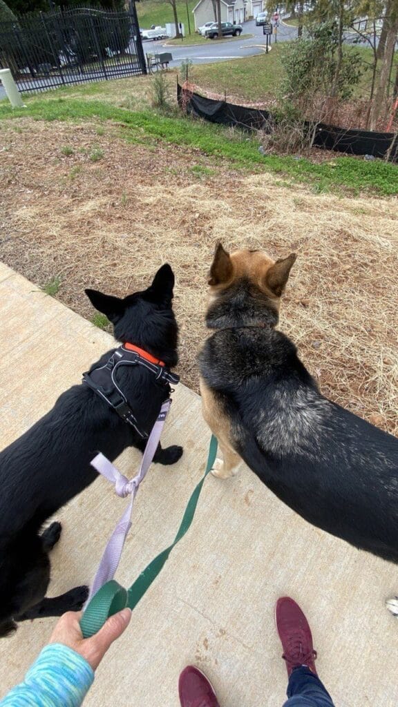 Dogs enjoying a dog walking with Elite Pet Care Service in Charlotte, NC