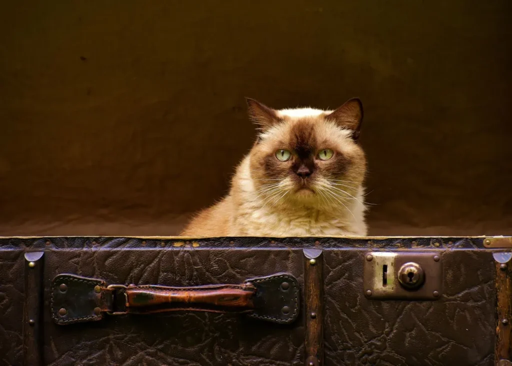 A cream and brown cat with green eyes sitting behind a vintage suitcase, looking unimpressed about upcoming travel. Preparing your pet for holiday travel in Charlotte and Fort Mill.
